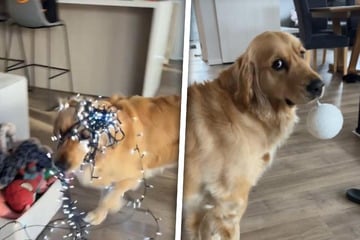 Familie will für Weihnachten schmücken - Was ihr Golden Retriever tut, lässt Herzen schmelzen