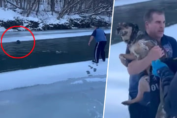 Mutiger Mann springt in eisigen Fluss, um ertrinkenden Hund zu retten!