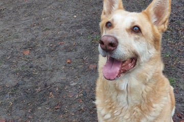 Traurige Vergangenheit, sonnige Zukunft: Wer schenkt Schäferhund-Mix Tita ein liebevolles Zuhause?