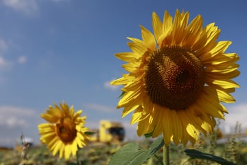 Erst Kälte, dann viel Hitze: So verlief der Sommer in Sachsen-Anhalt!