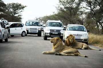 Zwei Safari-Touristen tot in Krüger-Nationalpark entdeckt: Auto spurlos verschwunden
