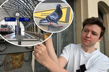 Dresden: Gefangen an den Gleisen: Kann ein Taubenschlag die Tiere am Hauptbahnhof retten?