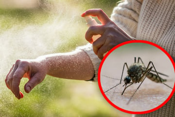 Ständig ausverkauft! Ist Mückenschutz das neue Klopapier?