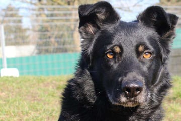 Seit vier Jahren im Tierheim, davor Kettenhund: Wer rettet Arthus?