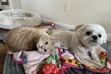 Dog with broken leg gets sweetly comforted by cat sibling in adorable viral post