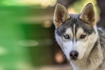 Brutale Attacke auf Schafherde: Husky tötet Muttertier