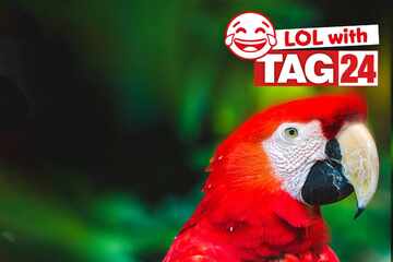 Joke of the Night for July 31, 2025: The best animal jokes to make you laugh