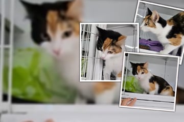 Alle Geschwister sind weg - süße Glückskatze geht als einzige leer aus