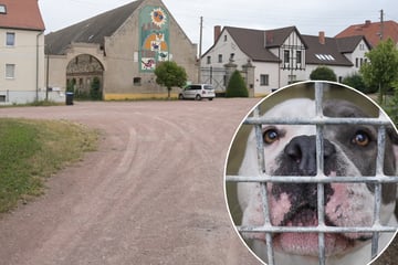 Vierjährige von Hund totgebissen: Ermittlungen gegen Mutter und Bekannten der Familie