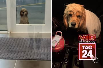 Viral Video of the Day for September 12, 2025: Gym-goer rescues dog – his transformation has TikTok in tears!