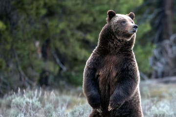 Grizzly geht auf Schulkinder und Lehrer los: Elf Verletzte nach Bären-Angriff