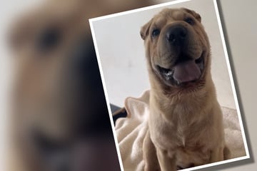 Junger Shar-Pei zum Verlieben, viel Humor und gute Nerven vorausgesetzt