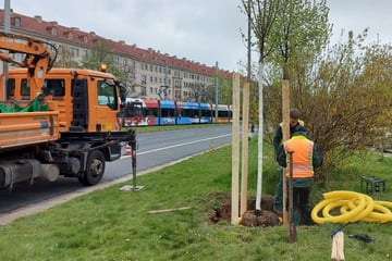 Dresden: Neue Bäume kosten Geld! Da läppert sich einiges zusammen