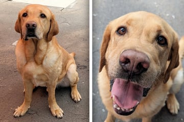 Plötzlich war im Leben kein Platz mehr für ihn: Labrador Guinness versteht die Welt nicht mehr