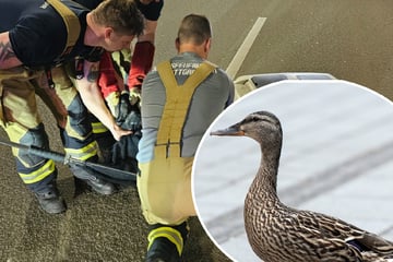 Stuttgart: Enten-Familie spaziert durch dichten Berufsverkehr: Feuerwehr auf Rettungsmission