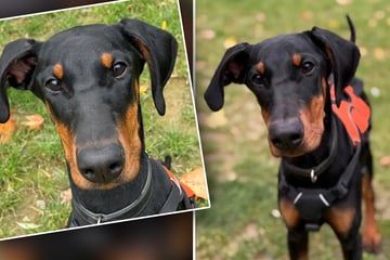 Hündin landet mit nur vier Monaten im Tierheim: "Sie ist noch ein halbes Kind"