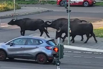 Wasserbüffel auf Abwegen: Herde spaziert durch Berliner Straßen