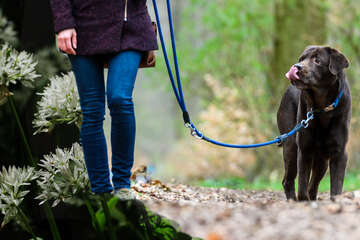 Hunde-Besitzer aufgepasst: Diese Frühjahrs-Pflanze ist für Eure Vierbeiner giftig!