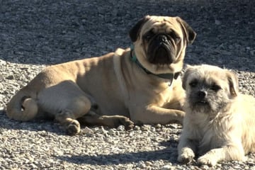 Hunde herzlos auf Schulhof ausgesetzt: Wie sie auf etwas Hilfe reagieren, rührt zu Tränen