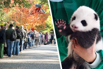 Berlin: Großer Andrang im Zoo: Panda-Nachwuchs verursacht lange Schlange