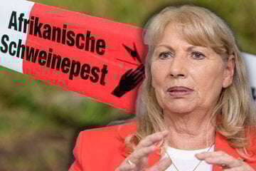 Schweinepest zurück in Sachsen: Totes Wildschwein infiziert