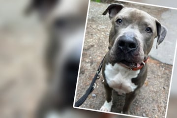 Frau setzt Freund Pistole auf die Brust, der steckt Hund Waldi tatsächlich ins Tierheim