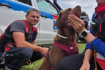Erschöpfter Labrador von Bergwacht gerettet: Herrchen ging irgendwann die Kraft aus