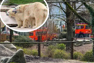 Rettungsaktion im Karlsruher Zoo: Feuerwehr hilft Eisbären aus der Klemme