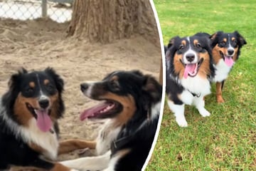 Frau trifft im Park einen Hund, der genauso aussieht wie ihrer: Dann erkennt sie die Wahrheit