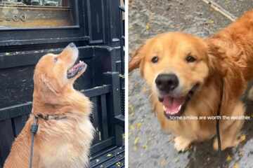 Dog's sweet reaction to rainy day is nothing short of magical: "Some smiles are worth the weather"