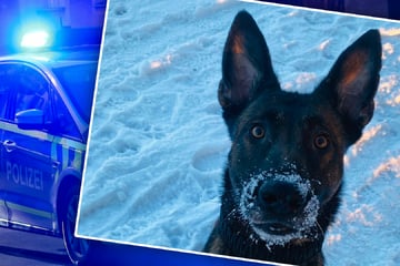 Köln: Dank dieser Spürnase: Polizei Köln macht großen Drogenfund