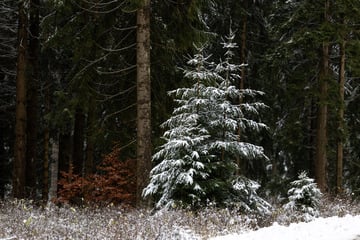 Spaziergänger, aufgepasst! Warnung vor Sturmgefahren im Wald