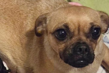 Als Frau die Welpen dieses Hundes sieht, kennt sie kein Halten mehr: "OMG"