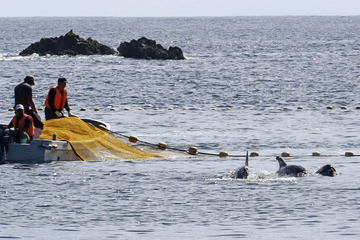 Brutale Treibjagd auf Delfine: Tierschützer kritisieren "Blutbucht" in Japan