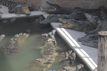 Reptilien-Züchter stürzt ins Gehege und wird von 40 Krokodilen zerfleischt!