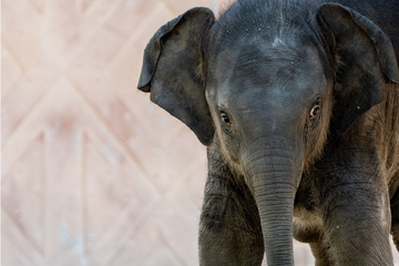 So feiert Rüssel-Kind Zaya ihren 1. Geburtstag im Zoo Leipzig: "Ist halt anders als andere Elefanten"