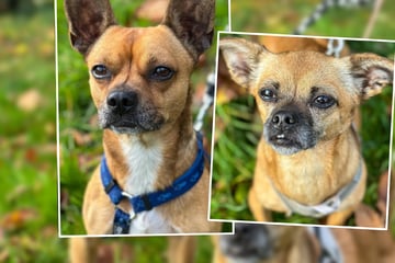 Escobar und Nare kamen stark verängstigt ins Tierheim: Jetzt liebt das zuckersüße Duo Kuscheln