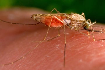 Nach Todesfällen: Droht Flughafen-Malaria auch im Südwesten?