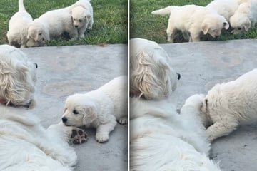 Golden-Retriever-Oma reagiert rüde auf Welpen: Doch kurz darauf schmelzen Herzen dahin