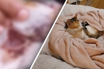 Diese Geschichte rührt zu Tränen: Katze geht durch die Hölle - und landet im Paradies