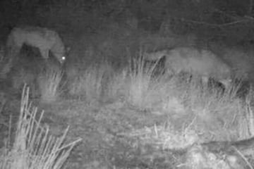 Wölfe: Nach Wolfssichtung: Experten prüfen Ziegenrisse im Schwarzwald