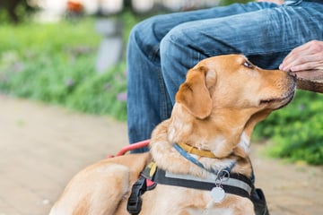 Hund und Herrchen haben selbe Krankheit: So verbringen sie ihre letzten gemeinsamen Monate