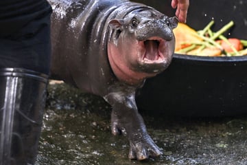 Moo Deng gets unwelcome visit from trespasser in incident caught on video