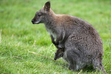 Känguru ausgebüxt, aber darum sucht die Polizei nicht