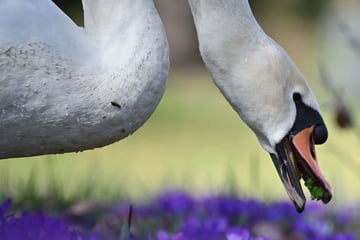 Metallkugel am Schnabel: Tierhasser schießt auf Schwan