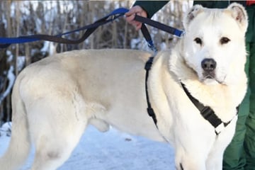 Sanfter Riese sucht Ruheplatz: Kangal Baschka ist stark, aber gemütlich