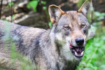 Wölfe: Proben geben Klarheit: Wolf hat Schafe im Nordschwarzwald gerissen