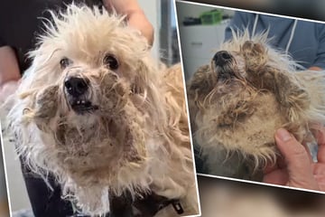 Anblick von kleinem Hund bricht Rettern das Herz: "Was hat dieses Tier erleiden müssen?"