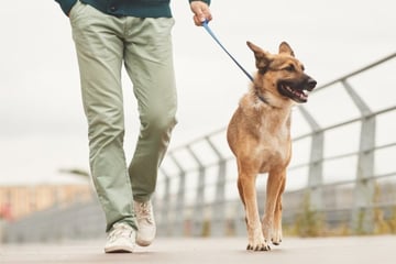 Wie oft muss ein Hund täglich Gassi gehen?