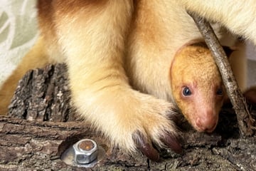Frankfurt: Einfach süß! Baumkänguru-Jungtier lässt sich jetzt immer häufiger blicken